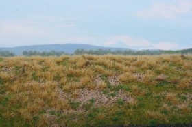 F610 Forest base - pinewood