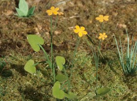 VG3-003 Marsh Marigold