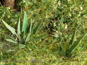 VG3-006 Hart's-tongue