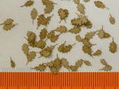 L3-202 Oak - dry leaves