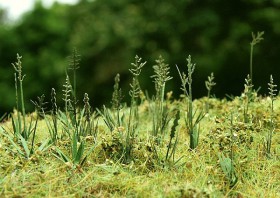 VG3-015 Fescue (Wiesen-Schwingel)