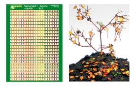 PPA1002 Typical Leaf 1 - Autumn