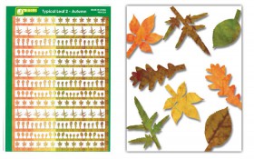 PPA1024 Typical Leaf 2 - Autumn