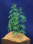GL-117-2-CHA Green Line-Hemp Plants / Cannabis Plants Set 2, 4 Hemp Plants