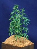 GL-117-2-CHA Green Line-Hemp Plants / Cannabis Plants Set 2, 4 Hemp Plants