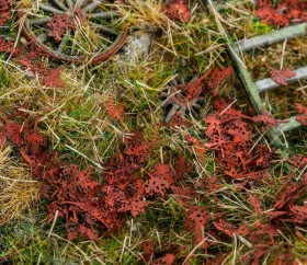 L3-301 Dead leaves (maple)