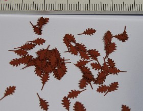 L3-106 Northern Red Oak - autumn