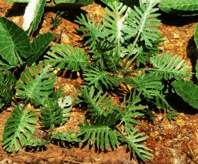 VG3-031 Jungle set 1