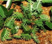 VG3-031 Jungle set 1