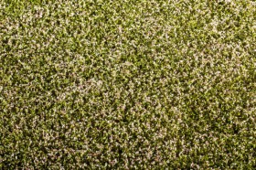 F430 Clover blooming