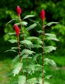 VG3-018 Sumac