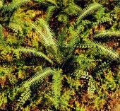 VG3-037 Tropical Fern