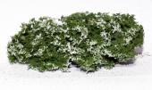 MS701-91S Flowering shrubs – White