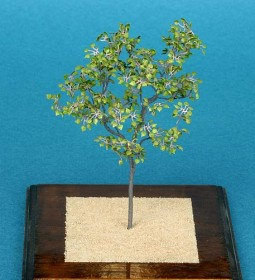 A-8-35 Linden leaves