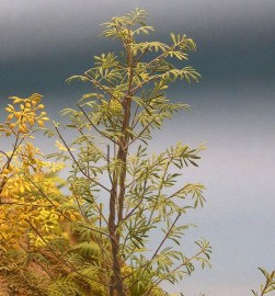 A-12 Olive Tree Leaves