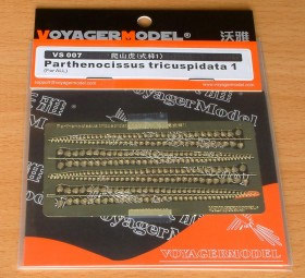 VS007 Parthenocissus tricuspidata 1