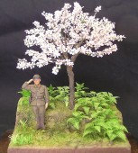 A-27 Cherry Blossoms