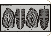 EDU-35616 Leaves Palm II